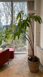 Pachira Aquatica/ geldboom, Ophalen, 100 tot 150 cm, Overige soorten, Halfschaduw