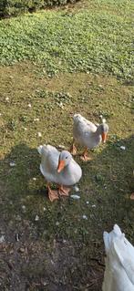 Raszuivere Frankische landgans landganzen kweek 2025 gans, Dieren en Toebehoren, Meerdere dieren, Gans of Zwaan
