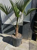 Trachycarpus wagnerianus  (palm), Bloeit niet, 100 tot 250 cm, Palmboom, Ophalen