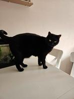 2 katten, Dieren en Toebehoren, Katten en Kittens | Overige Katten, Meerdere dieren, Kortharig