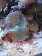 Zeewater/aquarium/stekken/koraal/oren/zoutwater/zeeaquarium, Dieren en Toebehoren, Vissen | Aquariumvissen