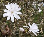 Magnolia Stellata struiken in meerdere hoogtes leverbaar, Ophalen of Verzenden, Overige soorten, Struik, 100 tot 250 cm