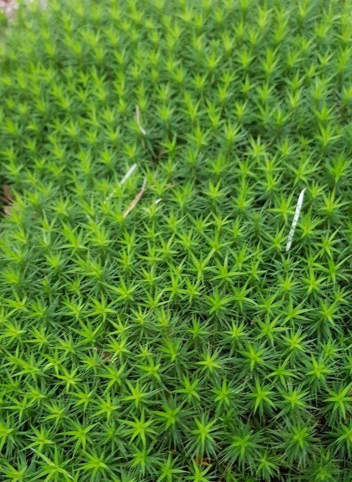 Vers sterrenmos/haarmos, ecologisch gekweekt, Tuin en Terras, Gras en Kunstgras, Zo goed als nieuw, Minder dan 10 m², Ophalen of Verzenden