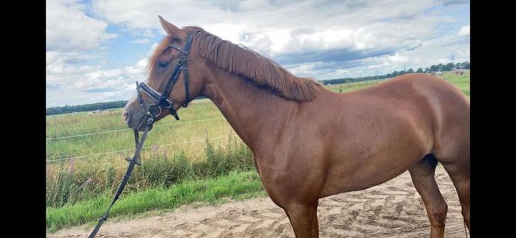 Super lieve E pony, Dieren en Toebehoren, Pony's, Merrie, B, E pony (1.48m - 1.57m), Springpony, 7 tot 10 jaar, Met stamboom, Gechipt