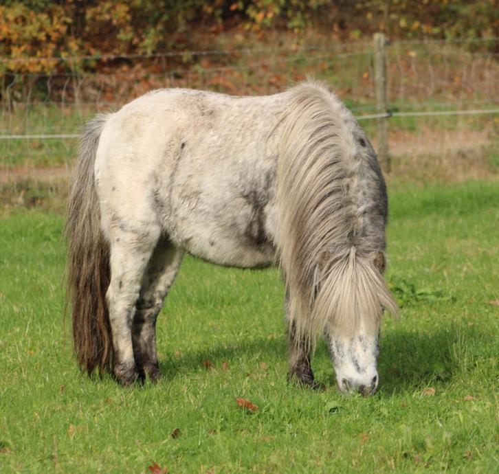 Te koop super leuke 9 jarige few spot Shetlander ruin, Dieren en Toebehoren, Pony's, Ruin, A pony (tot 1.17m), 7 tot 10 jaar, Gechipt
