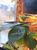 Wandelende takken, Dieren en Toebehoren, Overige Dieren, September, Meerdere dieren