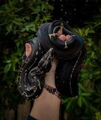 Op zoek naar img boa constrictor imperator, Dieren en Toebehoren, Slang, 0 tot 2 jaar