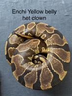 Enchi Yellow Belly het Clown vrouw koningspython ballpython, Slang