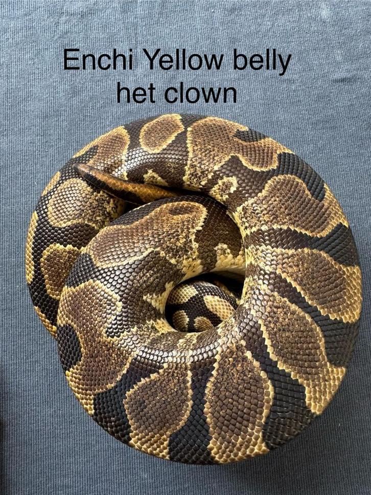 Enchi Yellow Belly het Clown vrouw koningspython ballpython, Dieren en Toebehoren, Reptielen en Amfibieën, Slang
