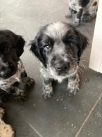 Puppy’s, reutjes Spocker Spaniël., Dieren en Toebehoren, CDV (hondenziekte), Reu, 8 tot 15 weken, Meerdere