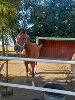 Lieve pony, Dieren en Toebehoren, Zadelmak, 11 jaar of ouder, Merrie, Gechipt