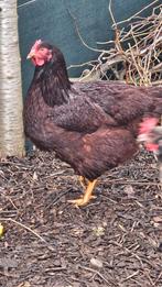 Oud-Engelse vechthoenders
.rode island groot het koppel trio, Dieren en Toebehoren, Pluimvee, Meerdere dieren, Kip