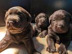 Chocolade Bruine Labrador Pups (1 reutje beschikbaar), Dieren en Toebehoren, Honden | Retrievers, Spaniëls en Waterhonden, Particulier