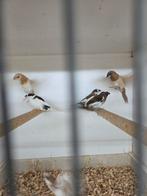 Japanse meeuwen, Dieren en Toebehoren, Meerdere dieren, Tropenvogel