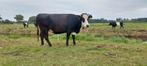 Blaarkop  koeien, Dieren en Toebehoren, Meerdere dieren