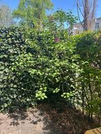 Sering plant struik stam, Tuin en Terras, Ophalen, Overige soorten, Struik, 100 tot 250 cm
