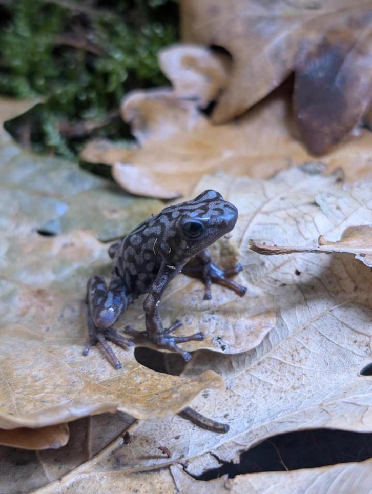 Dendrobates Auratus Pena Blanca