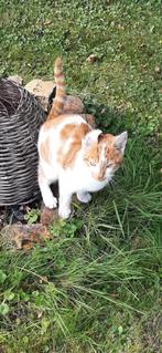 2 lieve en mooie kittens van 7 maanden, Dieren en Toebehoren, Katten en Kittens | Raskatten | Korthaar, Kater, Ontwormd, 0 tot 2 jaar