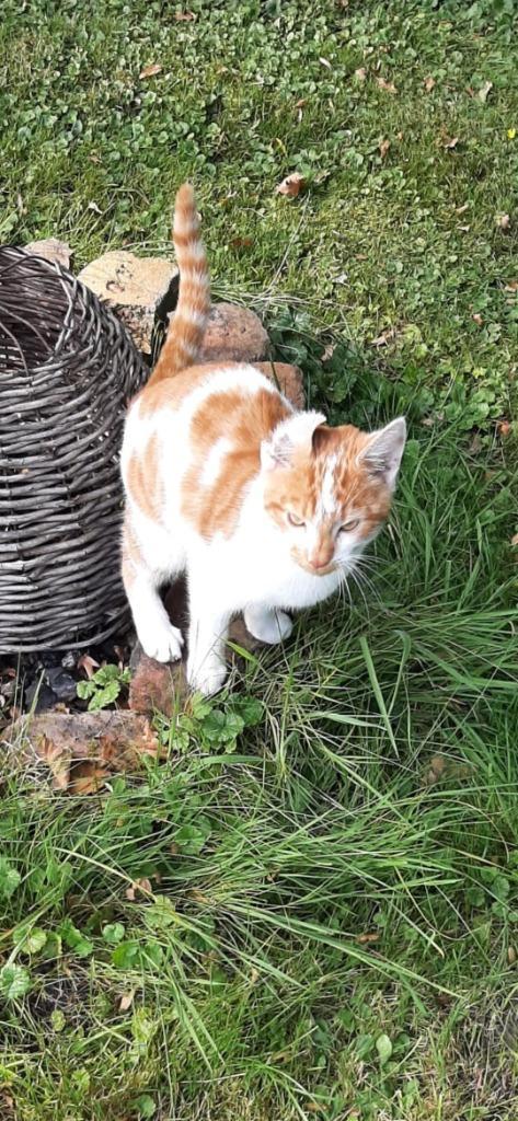 2 lieve en mooie kittens van 7 maanden, Dieren en Toebehoren, Katten en Kittens | Raskatten | Korthaar, Kater, 0 tot 2 jaar, Ontwormd