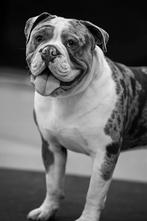 Old english bulldog dekreu, Nederland, Rabiës (hondsdolheid), Reu, 1 tot 2 jaar
