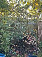 Fruitbomen gratis, Tuin en Terras, Planten | Bomen, Ophalen, Lente, Volle zon, Overige soorten