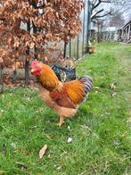 Haantjes wyandotte/cochin, Mannelijk, Kip