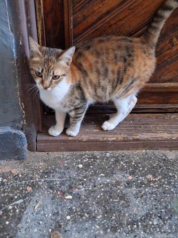 GIGI URGENT 10 mnd. Bulgarije Vriendelijk/katten/honden beschikbaar voor biedingen