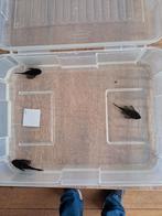 3 stuks L181 pepermint pleco, Vis