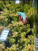 Aquarium 30 op 30 cm, Ophalen, Volle zon, Knol