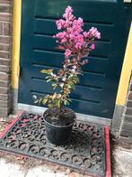 Tekoop: Lagerstroemia Rhapsody Pink, Ophalen, Zomer, Overige soorten, Volle zon