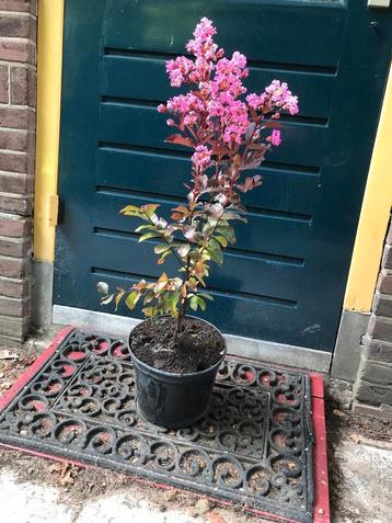 Tekoop: Lagerstroemia Rhapsody Pink beschikbaar voor biedingen