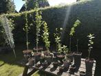 Hibiscus planten, Tuin en Terras, Planten | Tuinplanten, Volle zon, Vaste plant, Zomer, Ophalen