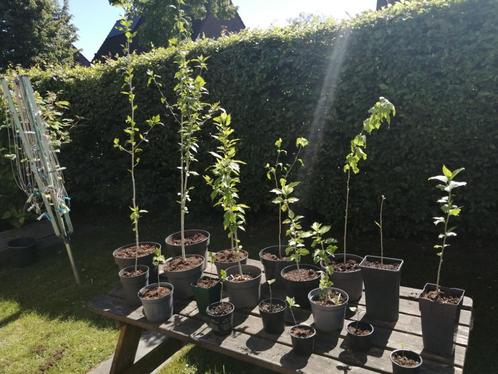 Hibiscus planten, Tuin en Terras, Planten | Tuinplanten, Vaste plant, Overige soorten, Volle zon, Zomer, Ophalen