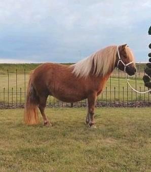 Shetlandpony 5 jaar met hengstveulen te koop, Dieren en Toebehoren, Pony's, Merrie, A pony (tot 1.17m), 3 tot 6 jaar