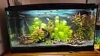Aquarium 79 cm lang.lees beschrijving, Dieren en Toebehoren, Ophalen, Gebruikt, Leeg aquarium