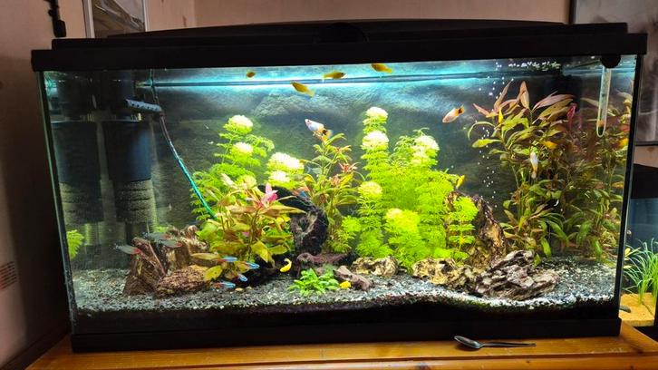 Aquarium 79 cm lang.lees beschrijving, Dieren en Toebehoren, Vissen | Aquaria en Toebehoren, Gebruikt, Leeg aquarium, Ophalen