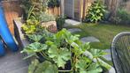 Hovenier/tuinman, Tuin en Terras, Planten | Struiken en Hagen, Ophalen of Verzenden