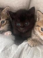 Britse korthaar bleupoint mix europese korthaar kittens!, Geslacht onbekend, 0 tot 2 jaar, Ontwormd