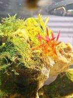 Donker blauwe Neo caridina garnalen, Ophalen, Nieuw