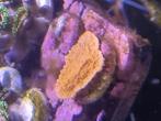Verschillende koraal fragjes te koop vanaf 1 euro, Dieren en Toebehoren, Vissen | Aquariumvissen, Overige typen, Zoutwatervis