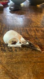 Opgezette vogel schedel mancace, Ophalen of Verzenden, Zo goed als nieuw, Vogel, Schedel