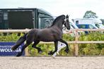 Luxe Friese stermerrie, Dieren en Toebehoren, Paarden, Merrie, Met stamboom, Dressuurpaard, L