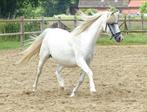 Welsh B merrie • fokmerrie • kinderpony, Dieren en Toebehoren, Pony's, Merrie, C pony (1.27m tot 1.37m), Onbeleerd, 11 jaar of ouder