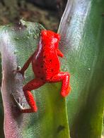 Oophaga pumilio Nancy, Dieren en Toebehoren, Slang