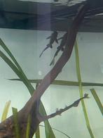 Catfish zsnmg, Dieren en Toebehoren, Vissen | Aquariumvissen