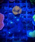 Milka Stylopora, Dieren en Toebehoren, Vissen | Aquariumvissen, Overige typen