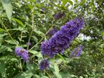 Vlinderstruiken / Buddleja Summer Beauty en Ellen's Blue, Volle zon, Vaste plant, Zomer, Ophalen
