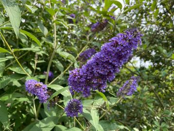 Vlinderstruiken / Buddleja Summer Beauty en Ellen's Blue beschikbaar voor biedingen