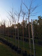 Cercis Canadensis, Judasboom,  grote maten uitverkoop, Overige soorten, Zomer, Ophalen, Volle zon