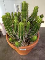 Euphorbia fructicosa - Cactusachtige vetplant, Overige soorten, Volle zon, Vaste plant, Ophalen of Verzenden